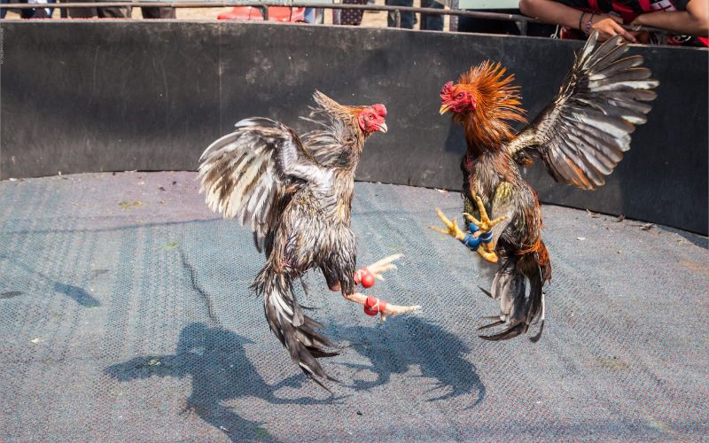 Đá gà cựa sắt là gì