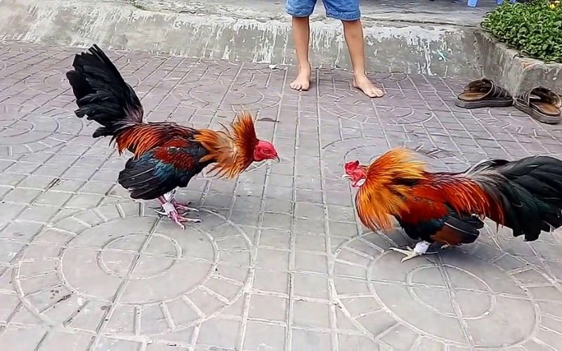 Đá gà cựa sắt hiện đại