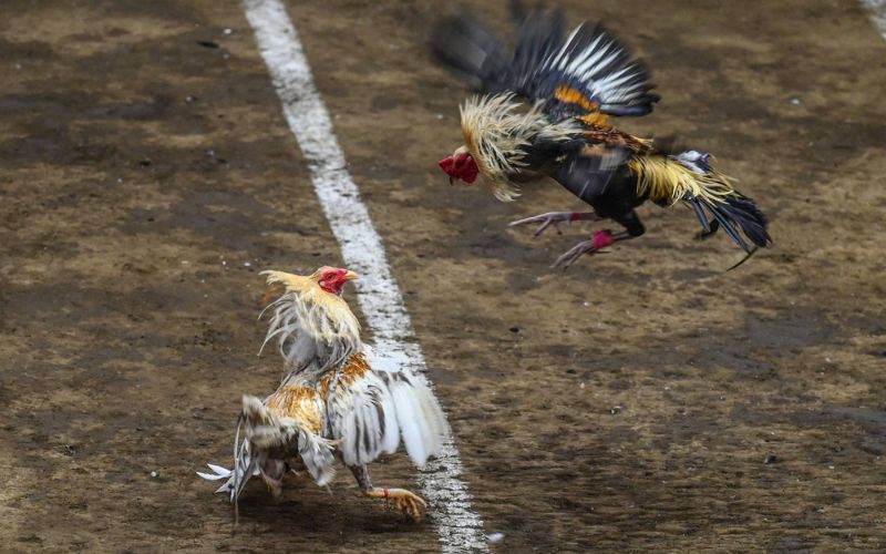Gà cựa sắt ngày nay