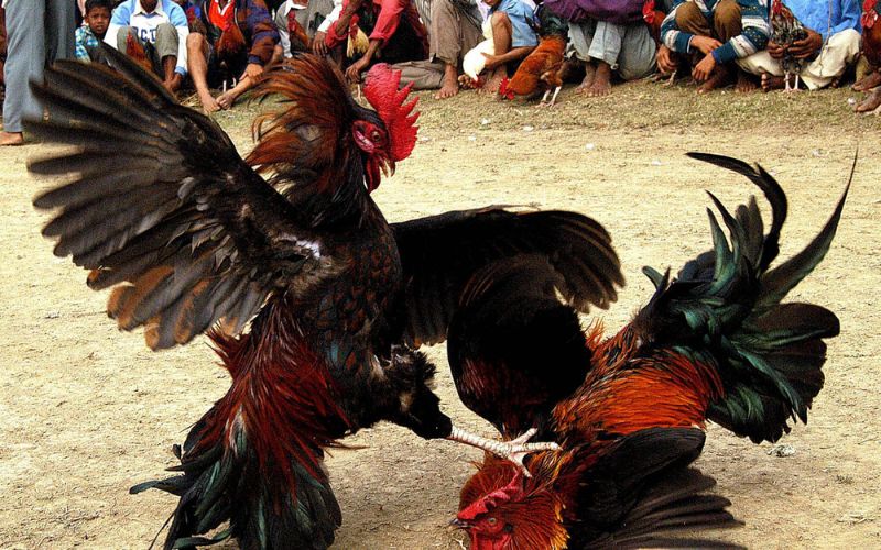 Trực tiếp đá gà Thomo