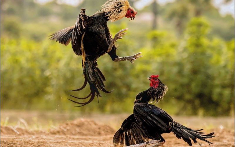 Cập nhật đá gà B88