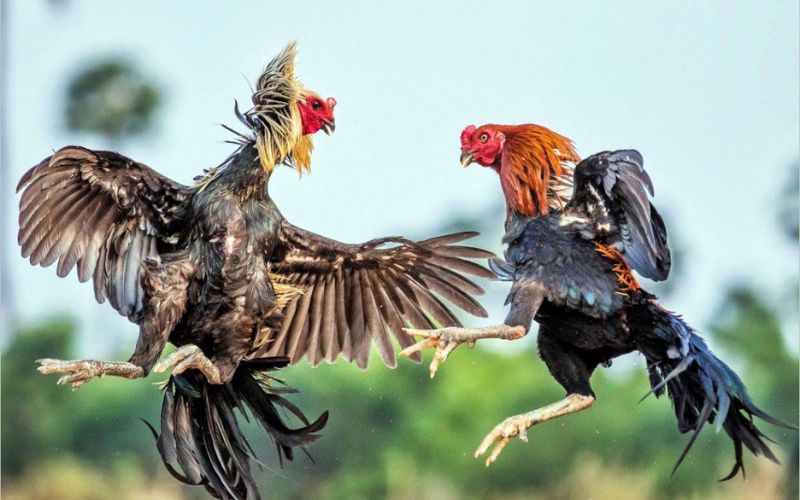 kèo đá gà C3 B88 phong phú