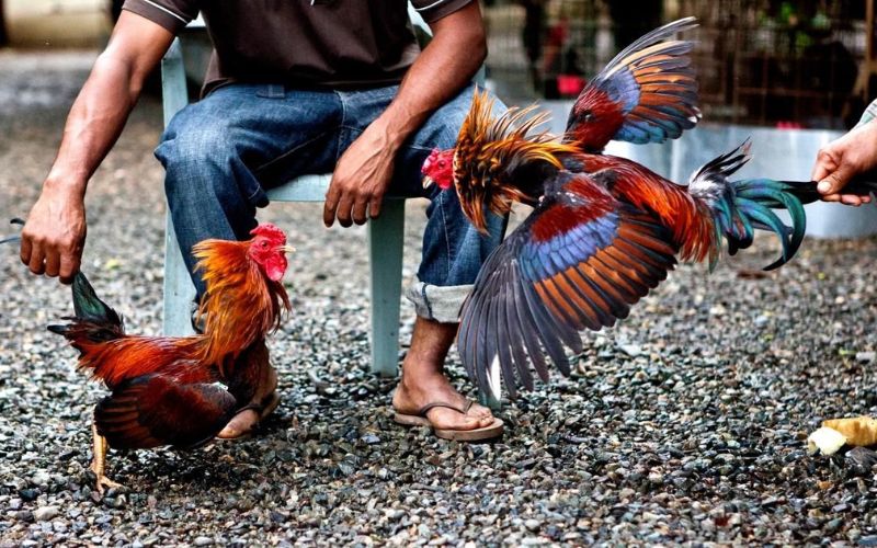 Cộng đồng kê thủ xôn xao