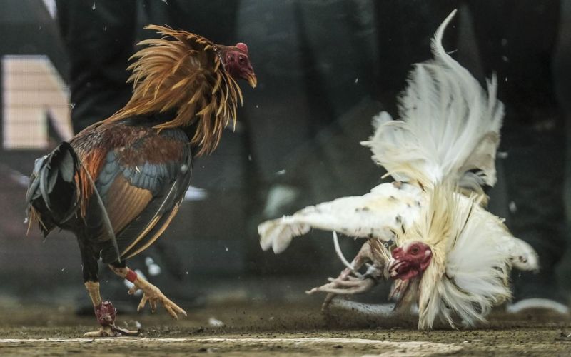 Sự kiện đá gà kỷ lục